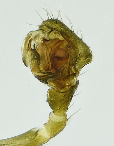 Réf. 217 341 : Agyneta rurestris